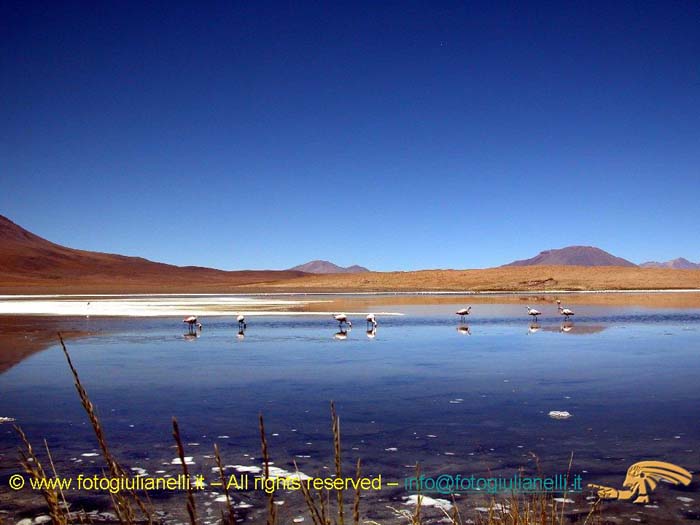 bolivia_altipiani_laguna_colorada_siloli_san_juan (63)