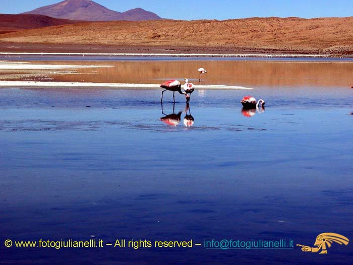 bolivia_altipiani_laguna_colorada_siloli_san_juan (65)