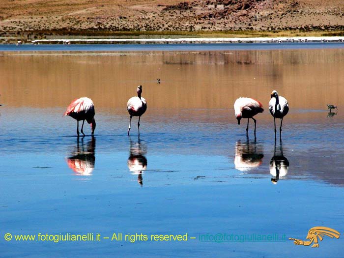 bolivia_altipiani_laguna_colorada_siloli_san_juan (66)