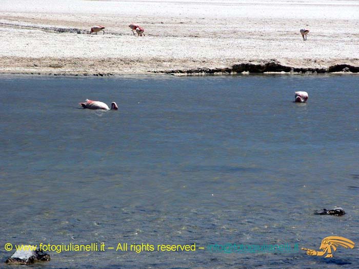 bolivia_altipiani_laguna_colorada_siloli_san_juan (75)