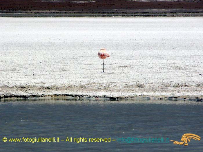 bolivia_altipiani_laguna_colorada_siloli_san_juan (76)