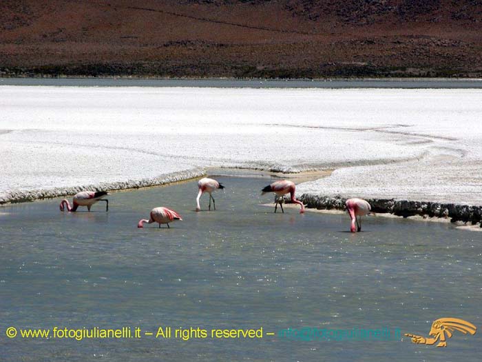 bolivia_altipiani_laguna_colorada_siloli_san_juan (77)