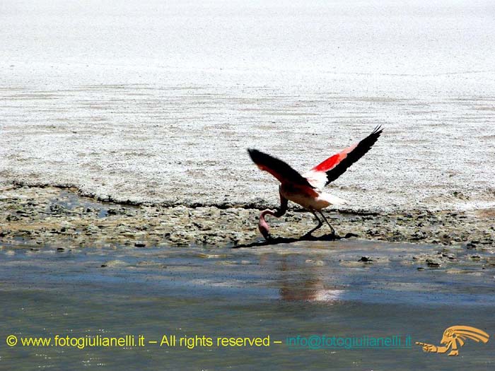 bolivia_altipiani_laguna_colorada_siloli_san_juan (78)