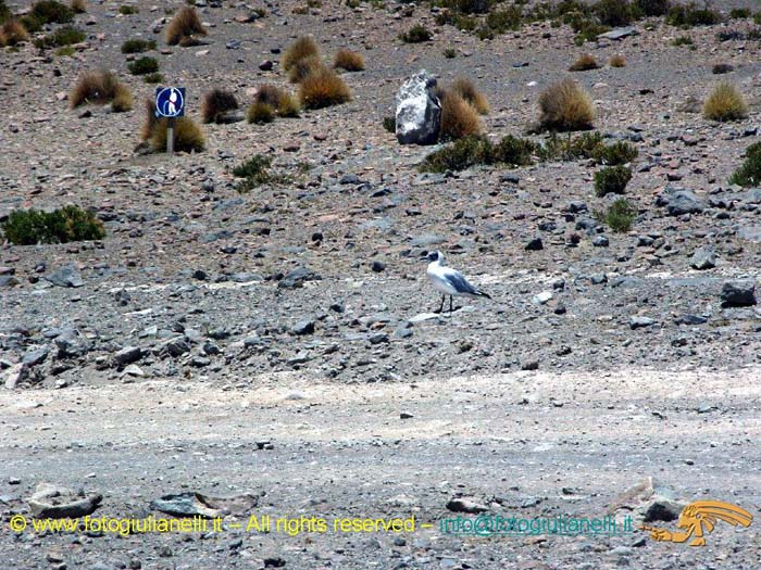 bolivia_altipiani_laguna_colorada_siloli_san_juan (89)