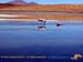 bolivia_altipiani_laguna_colorada_siloli_san_juan (65)