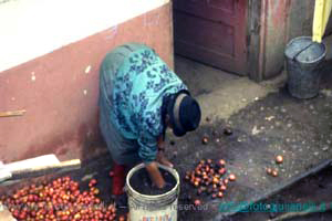 ecuador quito napo amazzonia 1990 (20)