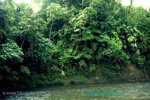 ecuador quito napo amazzonia 1990 (63)