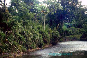 ecuador quito napo amazzonia 1990 (72)